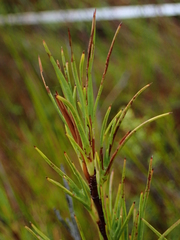 Dracophyllum oliveri