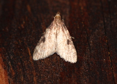 Aglossa costiferalis