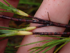 Dracophyllum oliveri