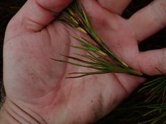 Dracophyllum oliveri