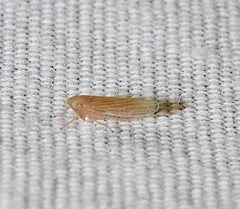Graminella plana