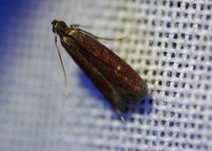 Varneria postremella