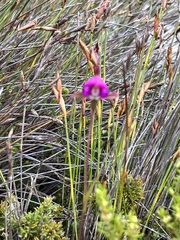Disperis capensis