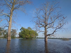 Pseudobombax munguba