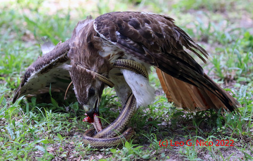 Red-tailed Hawk photographed in Florida
