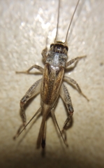 Gryllidea