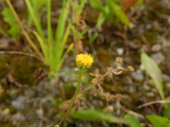 Tripleurospermum inodorum