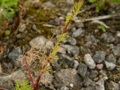 Tripleurospermum inodorum