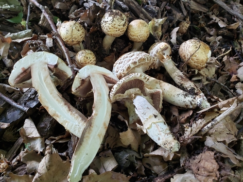 medusa mushroom