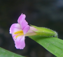 Erythranthe erubescens