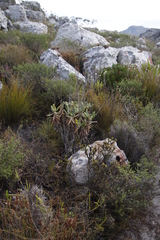 Hermas villosa