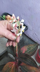 Ludisia discolor