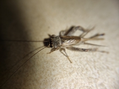 Gryllidea