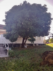 Mangifera indica