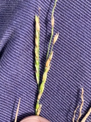 Eriochloa pseudoacrotricha