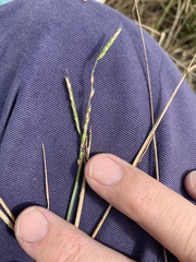 Eriochloa pseudoacrotricha