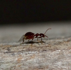 Acanthinus argentinus