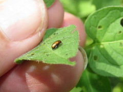 Metachroma pellucidum