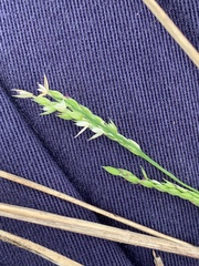 Eriochloa pseudoacrotricha