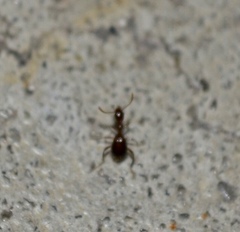 Acanthinus argentinus