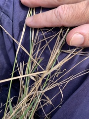 Eriochloa pseudoacrotricha