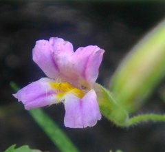 Erythranthe erubescens