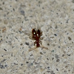 Acanthinus argentinus