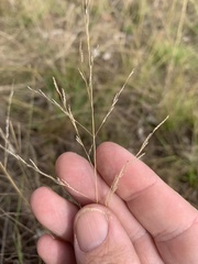 Leptochloa decipiens