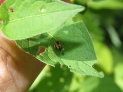 Metachroma pellucidum