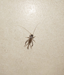 Gryllidea