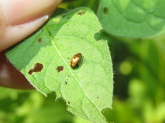 Metachroma pellucidum