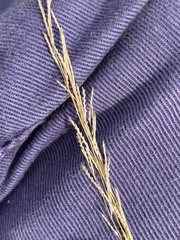 Leptochloa decipiens