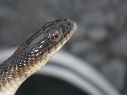 Giant Garter Snake
