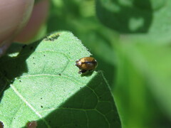 Metachroma pellucidum