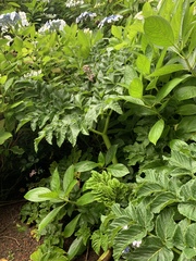Angelica lignescens