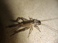 Gryllidea