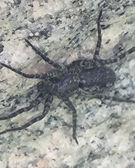 Pardosa groenlandica