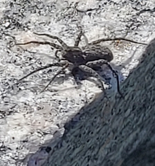 Pardosa groenlandica