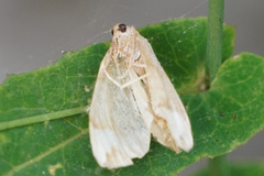 Cosmorhoe ocellata