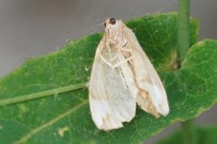 Cosmorhoe ocellata