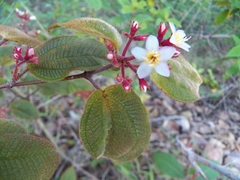 Miconia submontana