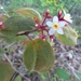 Miconia submontana - Photo (c) david-amador, some rights reserved (CC BY-NC), uploaded by david-amador