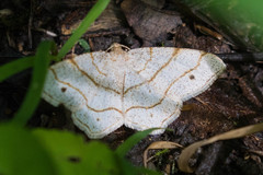 Trigrammia quadrinotaria