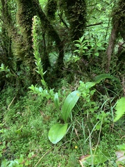 Platanthera micrantha