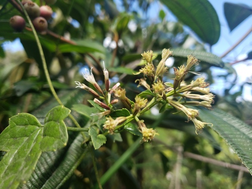 Maricao River Hempvine (Mikania stevensiana)