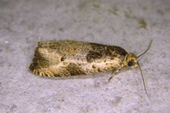 Olethreutes punctanum