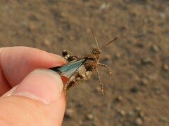Oedipoda caerulescens