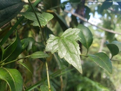 Mikania stevensiana