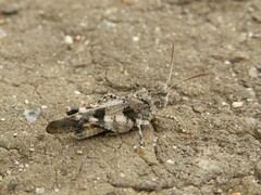 Oedipoda caerulescens