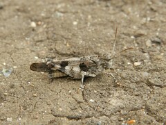 Oedipoda caerulescens